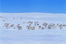 Caribou {Rangifer tarandus} herd in snow, near Goose Bay, Labrador, Canada