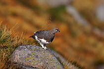 Rock ptarmigan (Lagopus mutus). Aviemore, Scotland, UK, Europe
