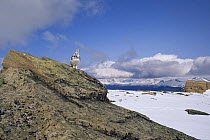 White tailed ptarmigan {Lagopus leucurus} standing up on rock, Colorado, USA