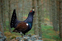 Capercaillie (Tetrao urogallus) male displaying, Scotland, UK, Europe