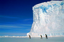 Emperor penguins walking. Australian Antarctic Territory, Antarctica