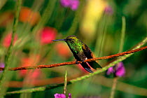 Copper-rumped hummingbird, Trinidad.