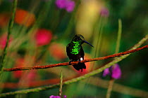 Copper-rumped hummingbird, Trinidad.