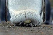 King penguin carrying egg on feet to keep it warm, South Georgia, Antarctic