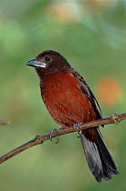 Silver beaked Tanager female at Asa Wright Nature Centre, Trinidad.