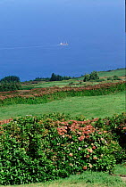 Faial Island, the Azores, Portugal, Europe.