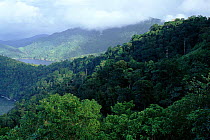 Secondary rainforest along a coast near Manzanilla, Northern range, Trinidad.