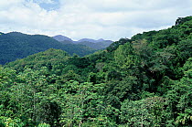 Secondary rainforest along coast near Manzanilla, Northern range, Trinidad.