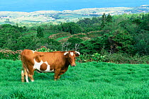 Domestic cow on Faial Island, Azores, Portugal, Europe.