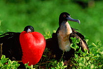 Great frigate birds (Fregata minor) in courtship. Tower Island, Galapagos