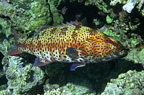 Roving coral grouper (Plectropomus pessuliferus) Red Sea, Eygpt