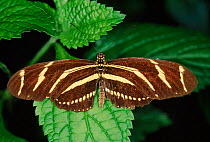 Zebra longwing butterfly {Heliconius charithonia}