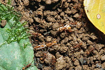 Army ants {Eciton burchelli} moving larvae, South America