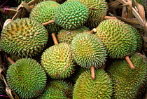 Durian fruits {Durio zibethinus} Singapore