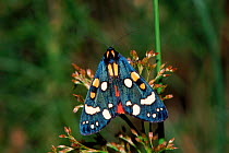 Scarlet tiger moth (Callimorpha dominul). Devon, England, UK, Europe