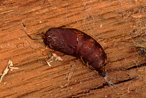 Gypsy moth pupa, Connecticut, USA.