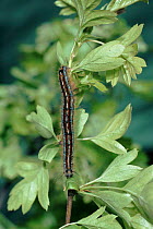 Gypsy moth caterpillar, England, UK, Europe.