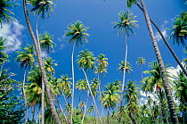 Coconut Palms {Cocos nucifera} Pigeon Point. Tobago.