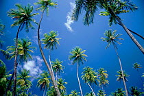 Coconut Palms {Cocos nucifera} at Pigeon Point. Tobago.