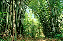 Bamboo, Tobago.