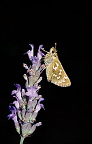 Silver spotted skipper butterfly on lavender flower,  Europe.