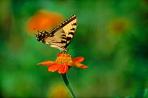 Tiger swallowtail butterfly (Papilio glaucas) feeding. Philadelphia, USA