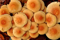Sulphur tuft fungus caps, woodland, England, UK
