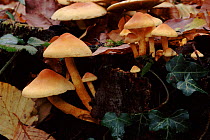 Sulphur tuft fungus, woodland, England, UK