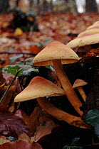 Sulphur tuft fungus in woodland, England, UK