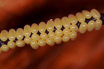 Kentish glory moth eggs, Germany, Europe.