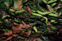 Silkworm caterpillars, Assam, India.