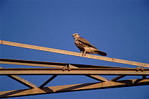 Saker falcon on pylon, Western Negev, Israel.