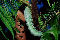 Small emperor moth caterpillar, Ecuador, South America.