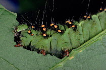 Small emperor moth caterpillar feeding on leaf, Germany, Europe.