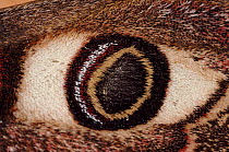 Close-up of eye-spot on wing of Emperor moth