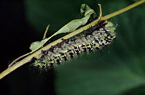 Small emperor moth caterpillar shedding skin, Germany, Europe. 1/4 sequence.