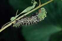 Small emperor moth caterpillar shedding skin, Germany, Europe. 2/4 sequence.