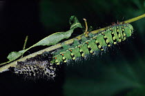 Small emperor moth caterpillar shedding skin, Germany, Europe. 4/4 sequence.