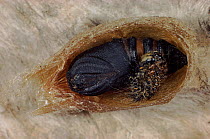 Small emperor moth larva pupating, Germany, Europe.