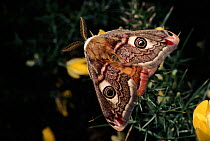 Small emperor moth male with forewings folded over hindwings, Germany, Europe. 1/2 sequence