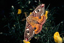 Small emperor moth male displaying hindwings, Germany, Europe. 2/2 sequence