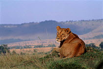 Lioness resting, Masai Mara Nature reserve, Africa.