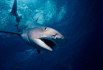Tiger shark agressive behaviour {Galeocerdo cuvieri} Great Barrier Reef, Australia