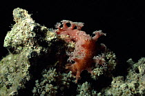 Sea slug / Nudibranch, Indo-pacific and Red Sea