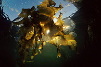 Colonial Lion nudibranchs amongst kelp, Canada, Pacific coast