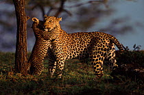 Leopard (known as Half Tail) with cub, Masai Mara, Kenya