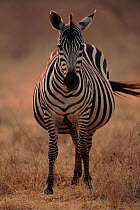 Common zebra about to give birth, Masai Mara, Kenya