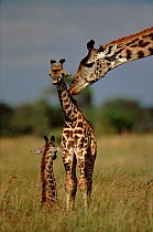 Masai giraffe nuzzles baby,Masai Mara Kenya