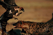 Spotted hyaena and White backed vulture dispute at carcass, Masai Mara, Kenya