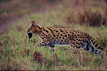 Serval with prey, Masai Mara, Kenya